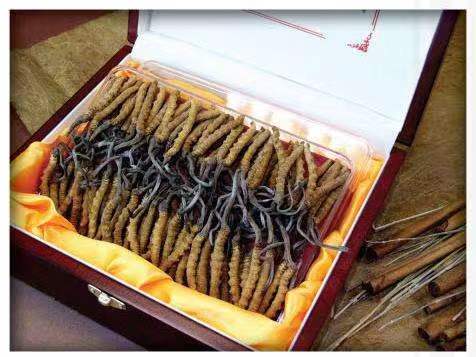 邵原镇冬虫夏草回收